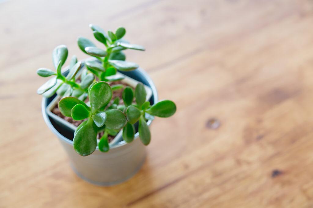 imagen de una maceta pequeña con una planta de jade sobresaliendo