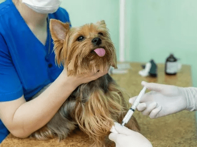 campaña esterilización gratuita para perros y gatos