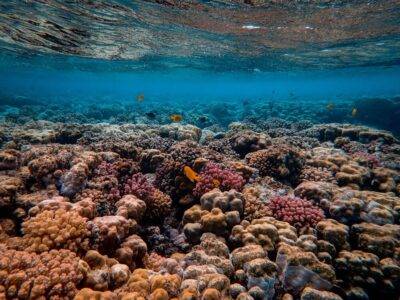 dia mundial de los arrecifes