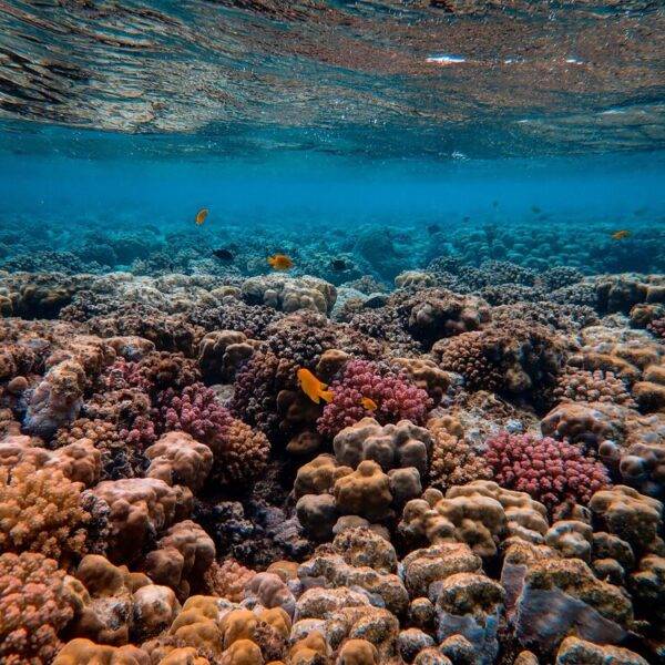 dia mundial de los arrecifes