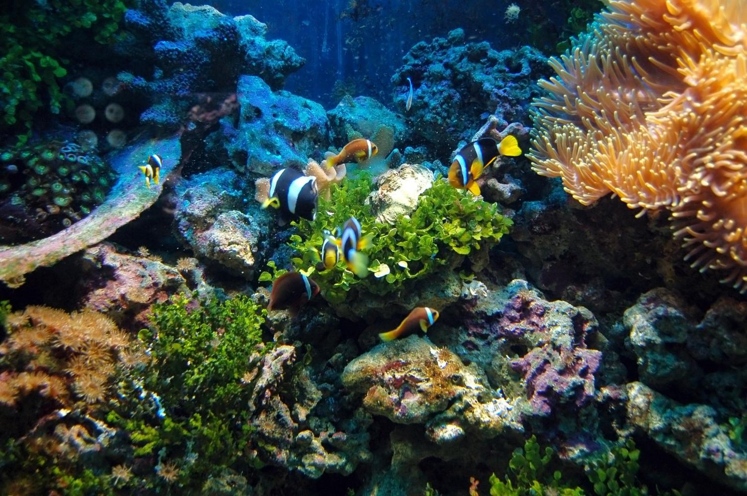 Qué es el Día Mundial de los Arrecifes