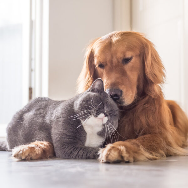 enfermedades transmitidas por perros y gatos