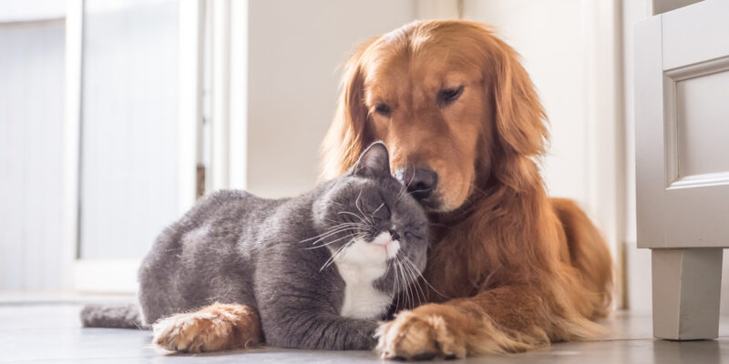 enfermedades transmitidas por perros y gatos
