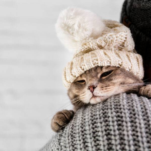 Cómo proteger a las mascotas del frío
