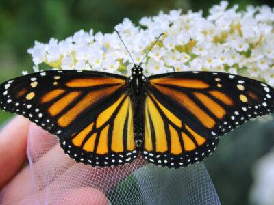¿Dónde ver mariposas monarcas en México?