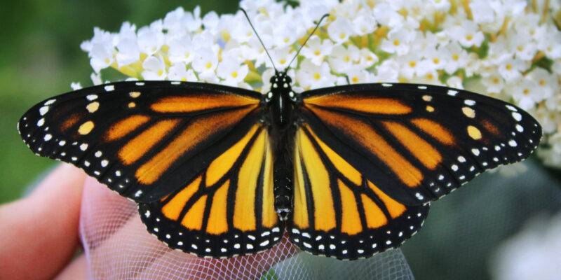 ¿Dónde ver mariposas monarcas en México?