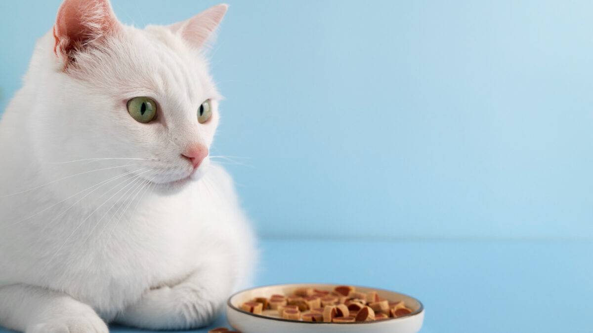 8 alimentos que no pueden comer los gatos