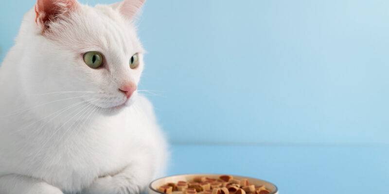 8 alimentos que no pueden comer los gatos